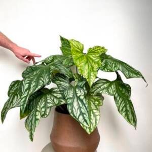 Caladium ‘Mirabilis’