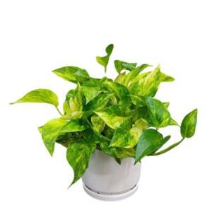 Golden Pothos - Medium size