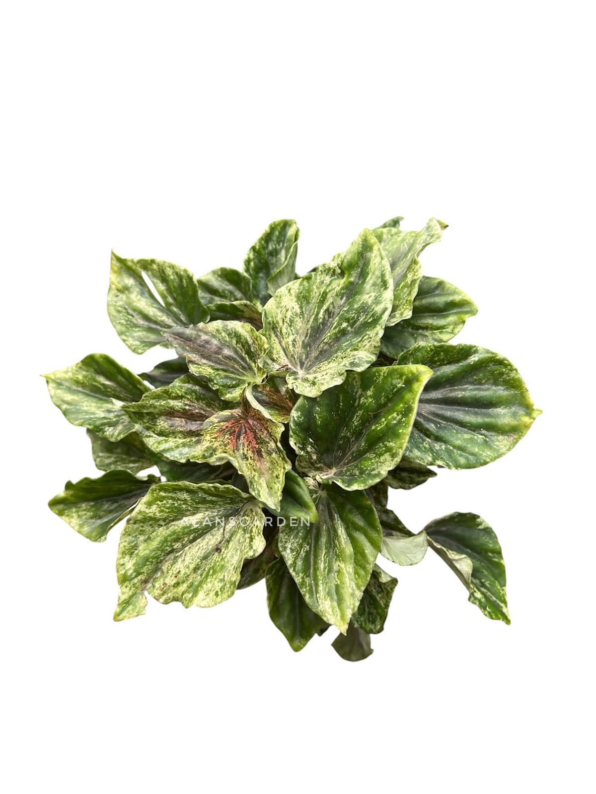 Peperomia Bi-Colour - Bushy pot