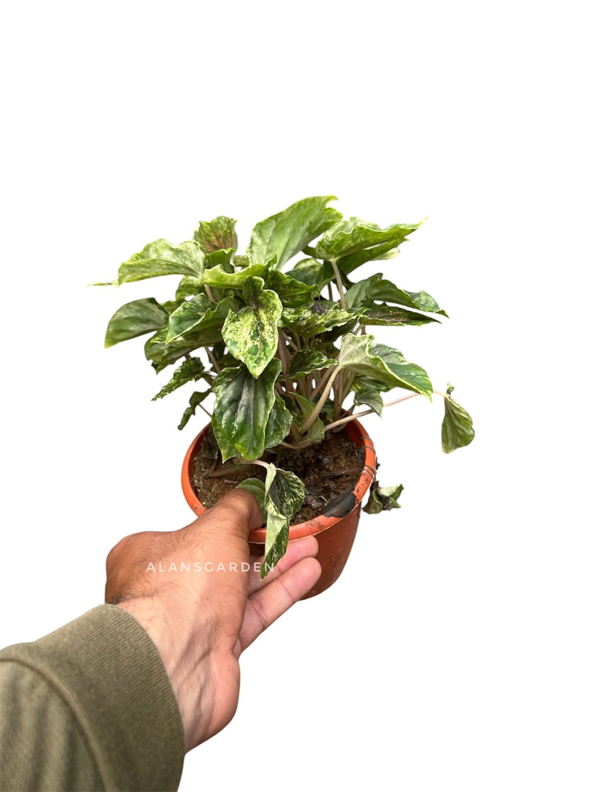 Peperomia Bi-Colour - Bushy pot - Image 2