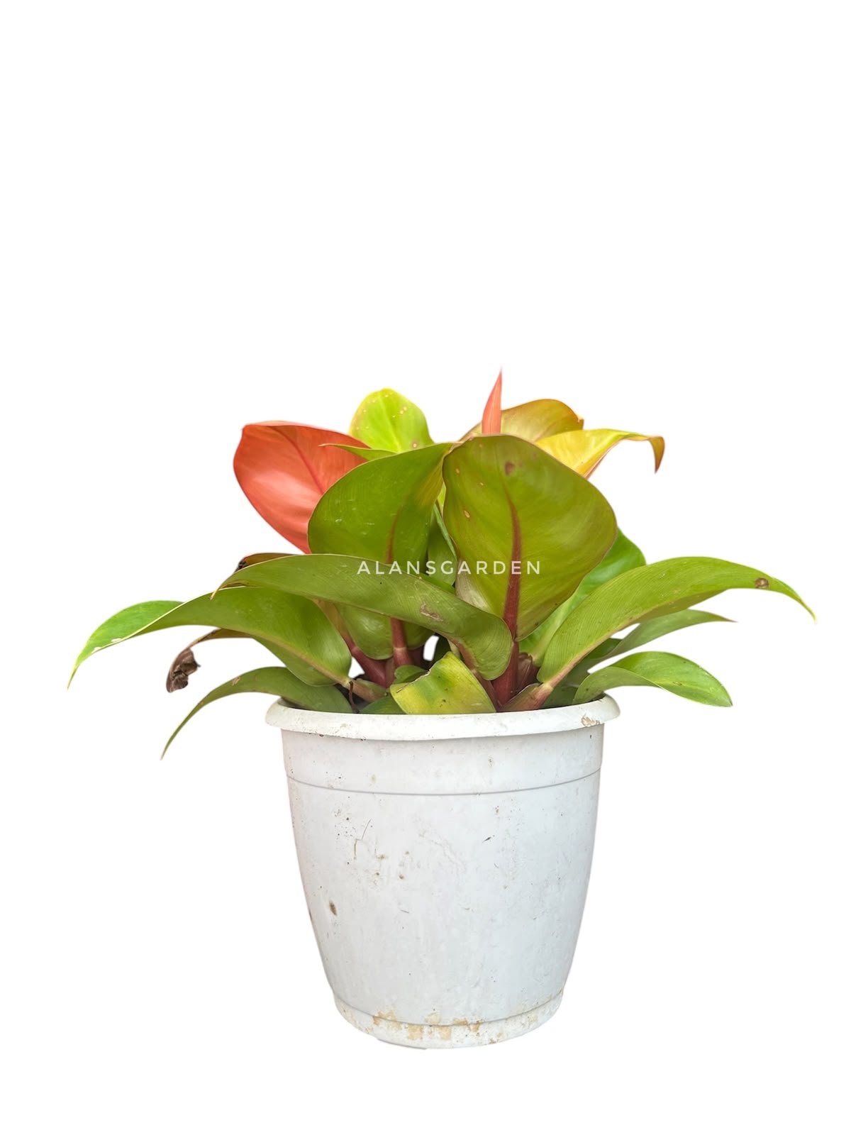 Philodendron Prince of Orange - Bushy Pot - Image 2