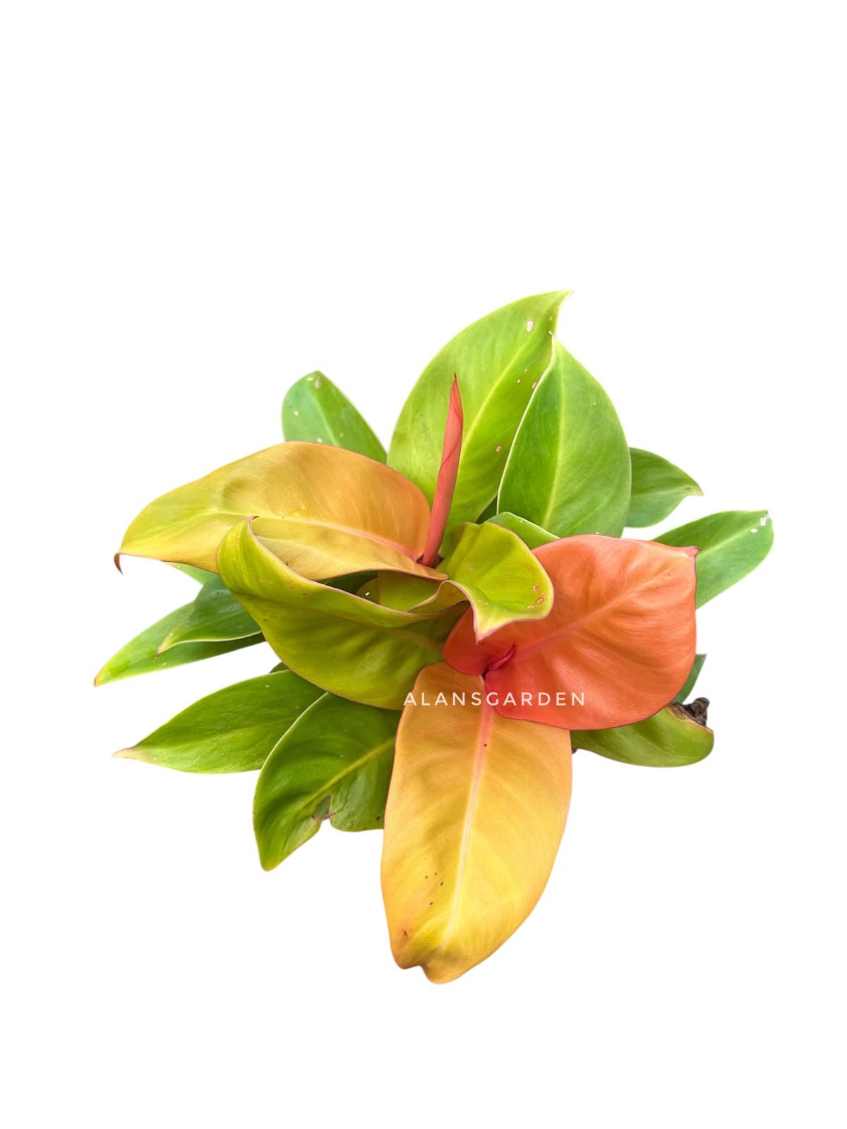 Philodendron Prince of Orange - Bushy Pot
