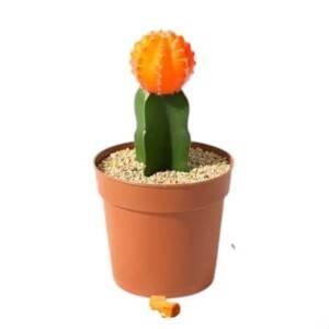 Moon Cactus Orange