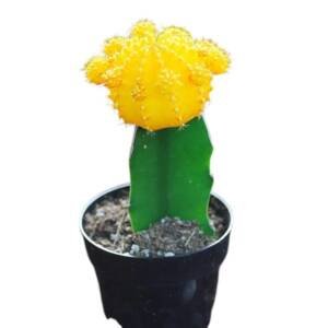 Moon Cactus Yellow