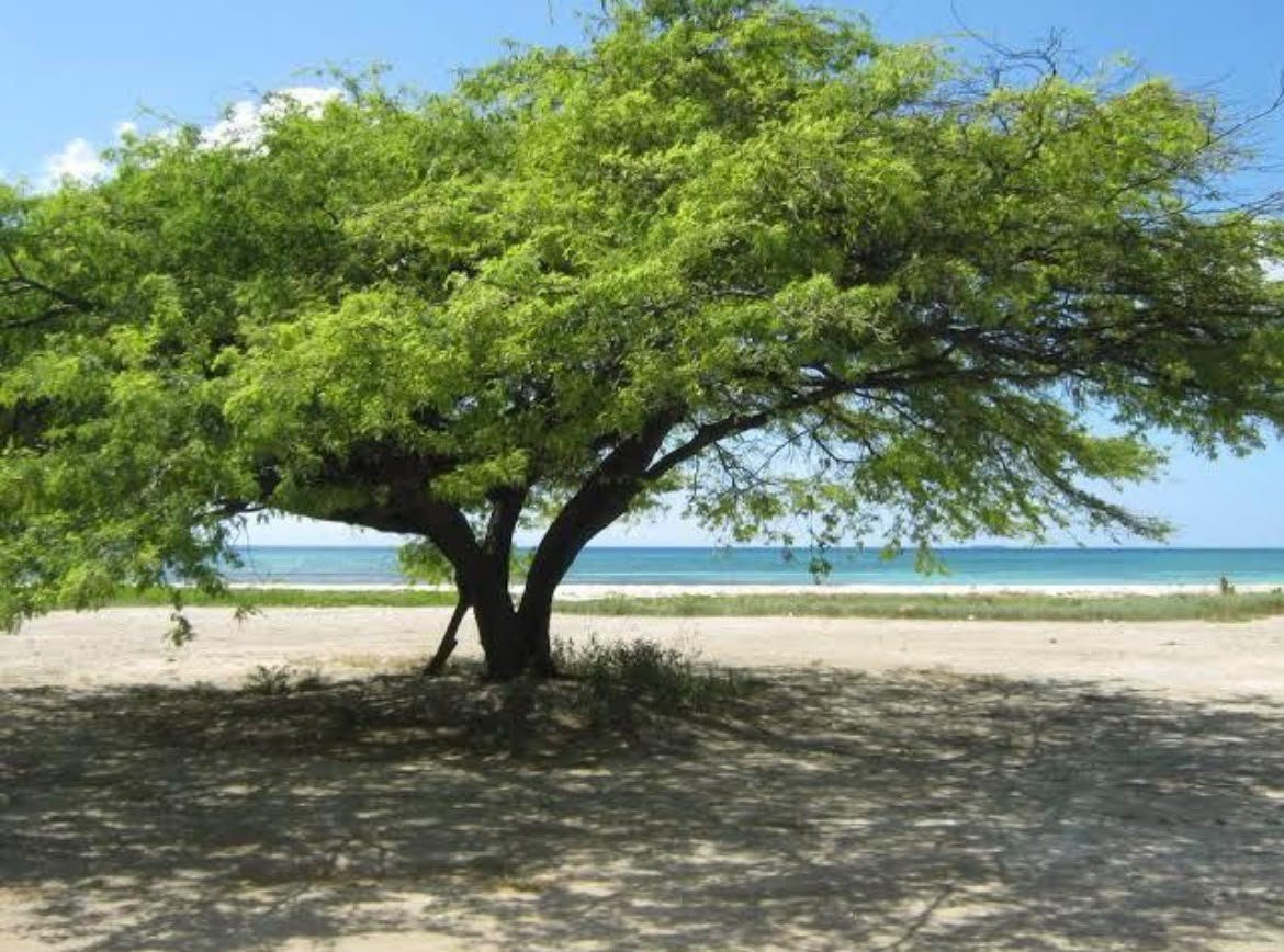 Divi Divi Tree - Image 2
