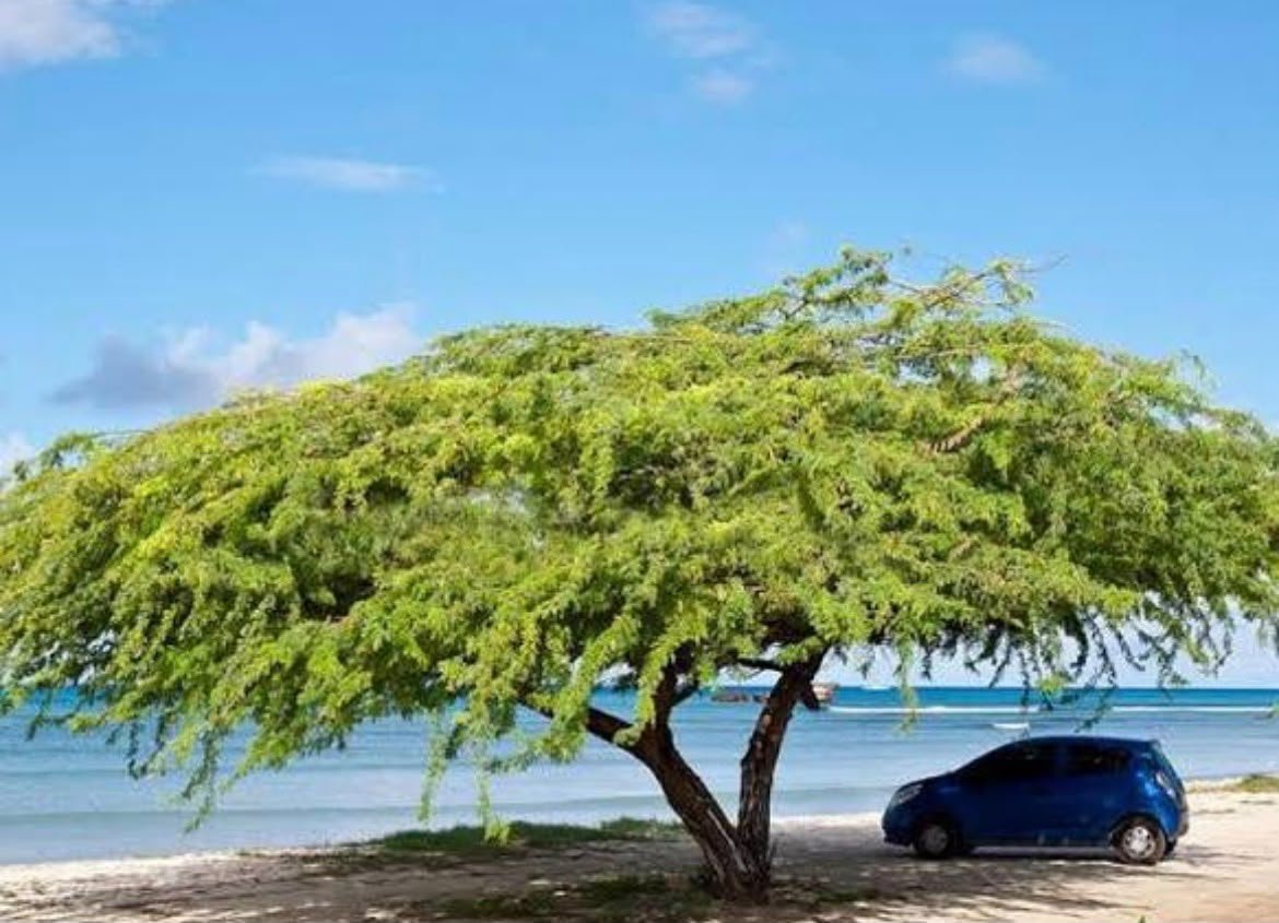 Divi Divi Tree