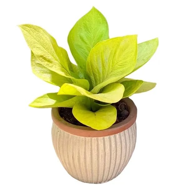 Anthurium Jenmanii Gold
