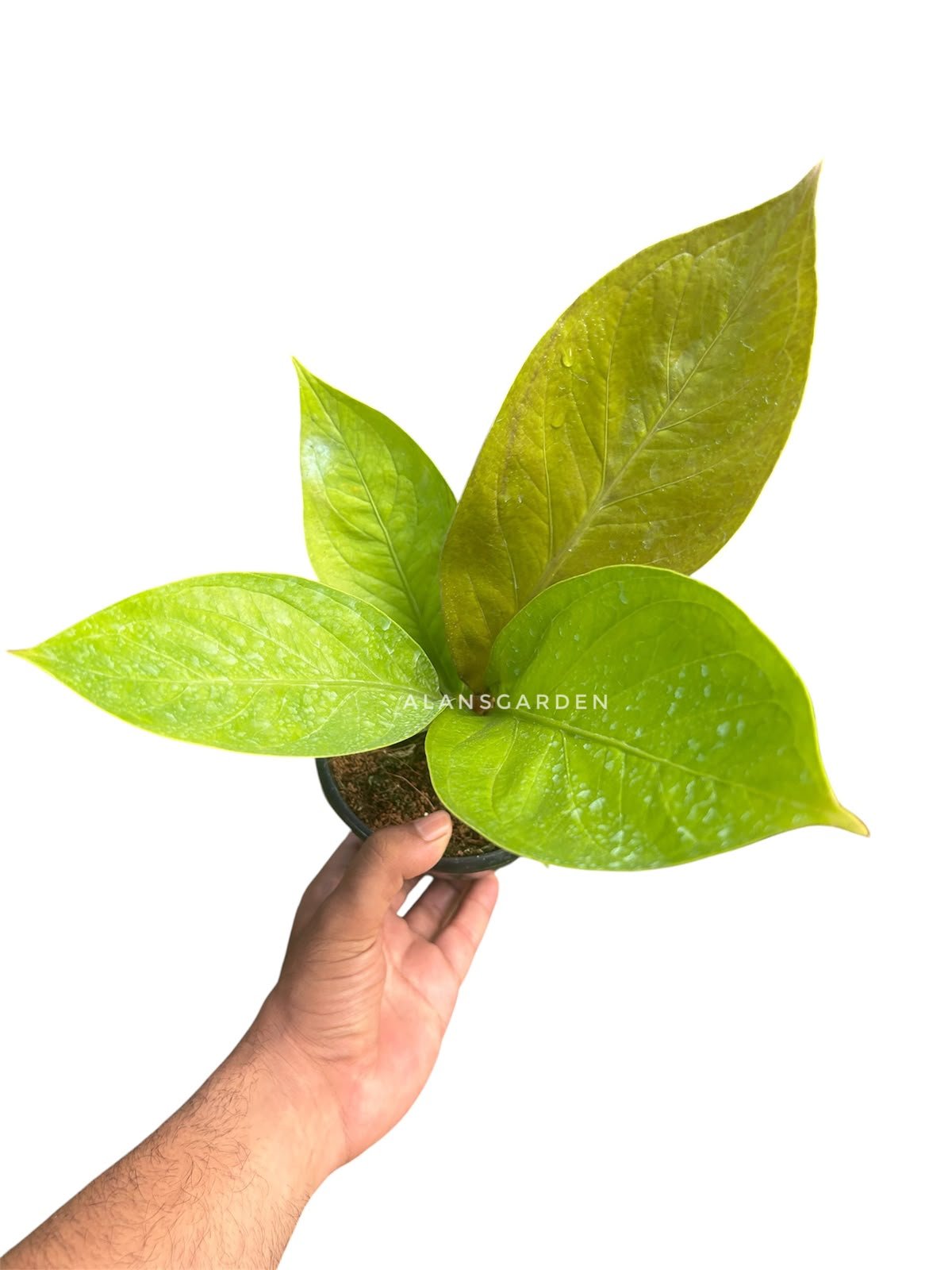 Anthurium Jenmanii Gold - Image 2