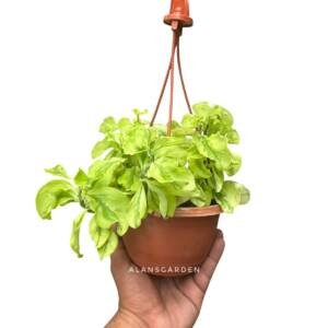 Pedilanthus Curly White - Bushy Pot