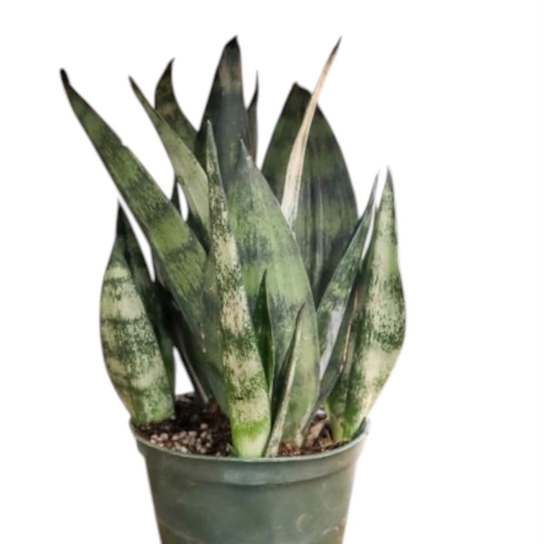 Sansevieria Frozen