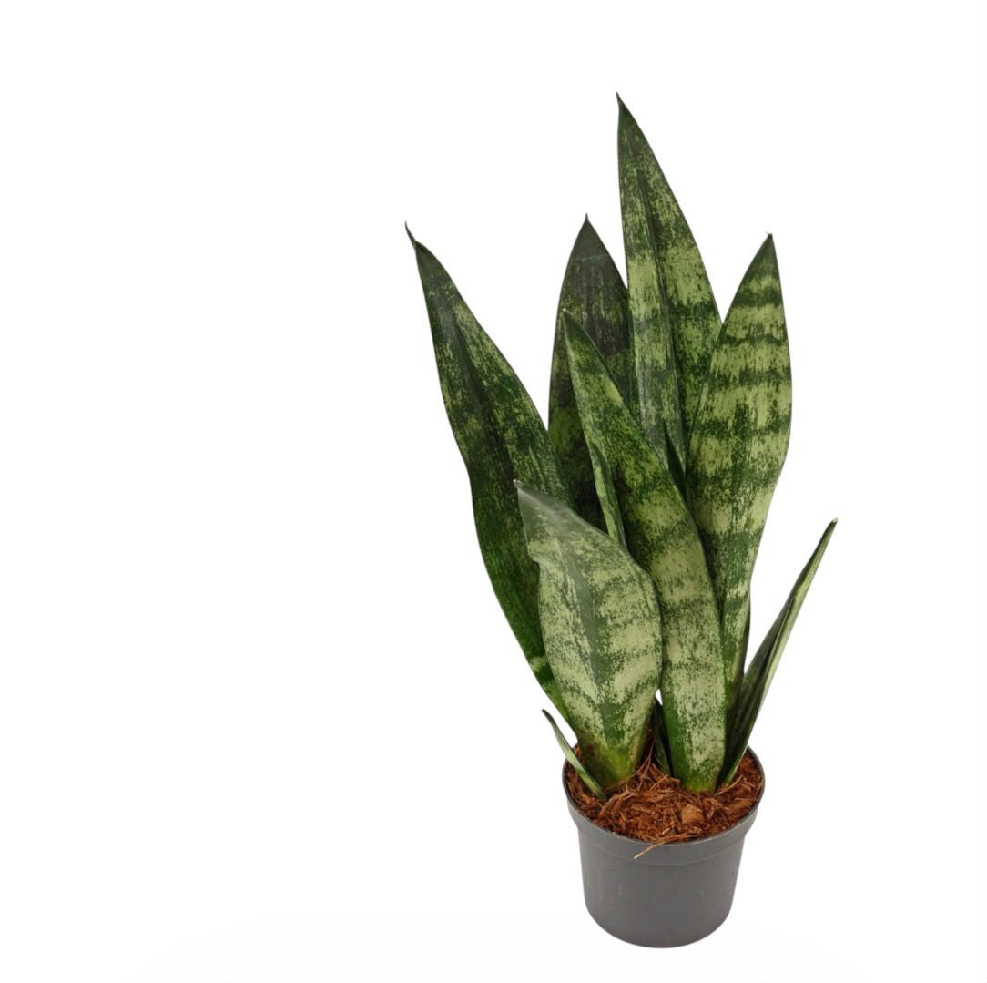 Sansevieria Frozen - Image 2