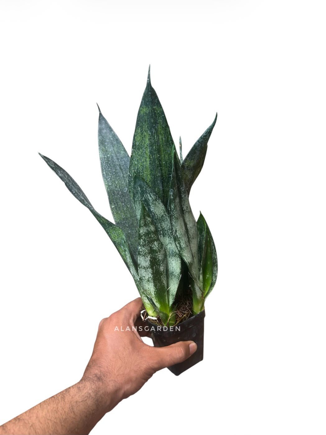 Sansevieria Frozen - Image 3