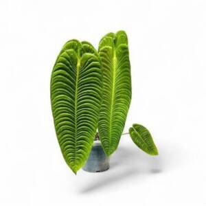 Anthurium King