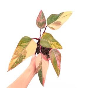 Philodendron Strawberry Shake