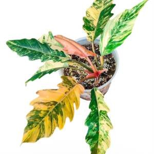 Philodendron Caramel Marble Variegated