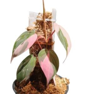 Philodendron Micans Pink