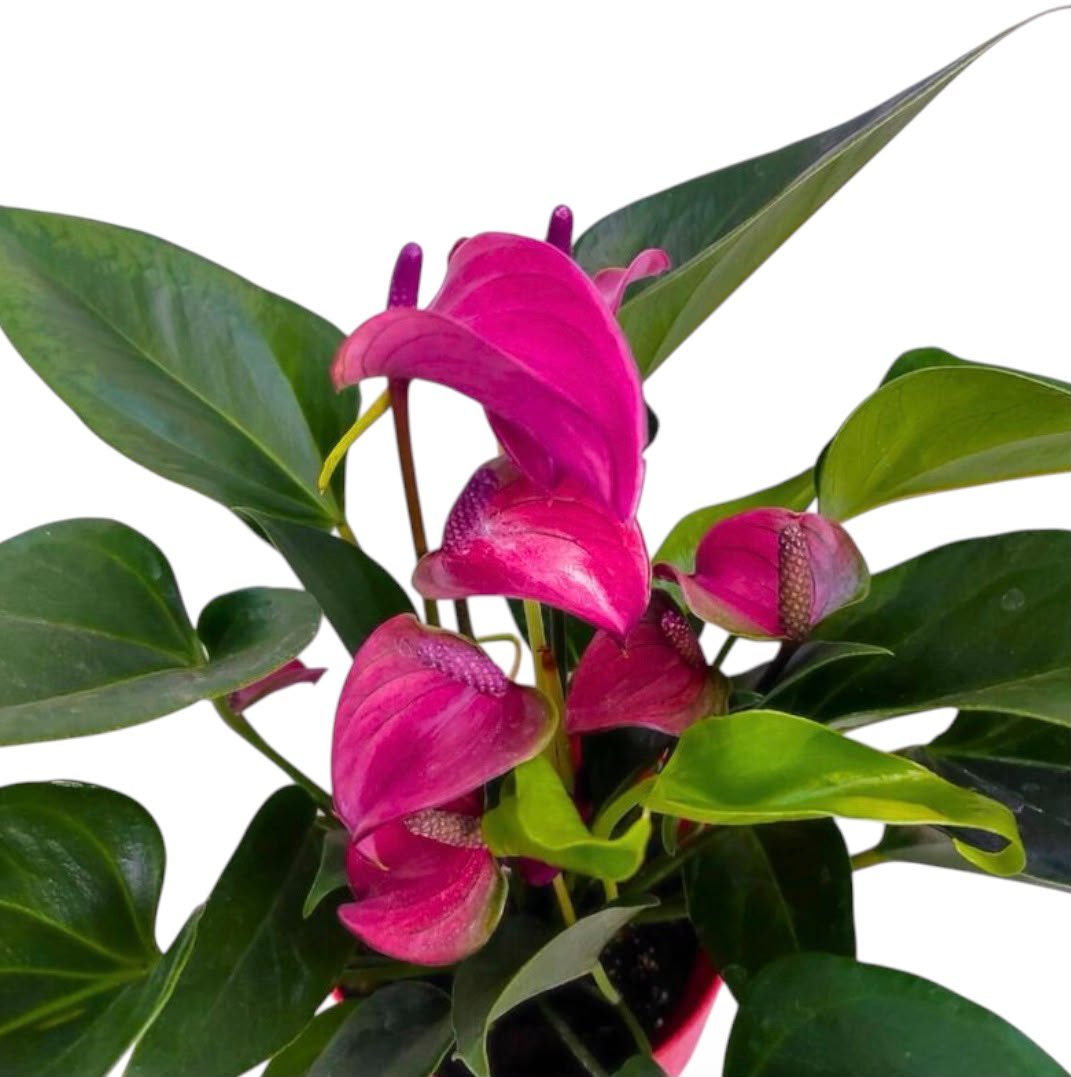 Anthurium Purple Narrow – Bushy Pot