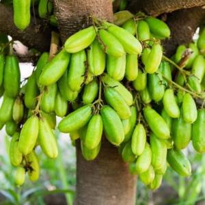 Irumban Puli Plant