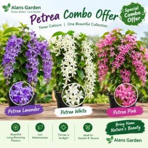 Petrea Combo