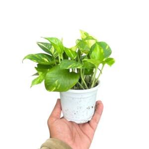 Golden Pothos - 4inch pot