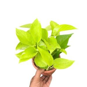 Neon Pothos - 4inch pot